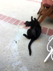 Lost Male Cat last seen Wilbur and Devonshire, Los Angeles, CA 91326
