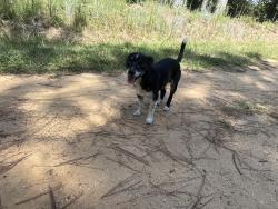 Found/Stray Male Dog last seen McGee church Rd, Clinton, NC 28328