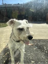 Found/Stray Female Dog last seen Palms elementary school (207th St and Hawaiian Ave), Lakewood, CA 90715