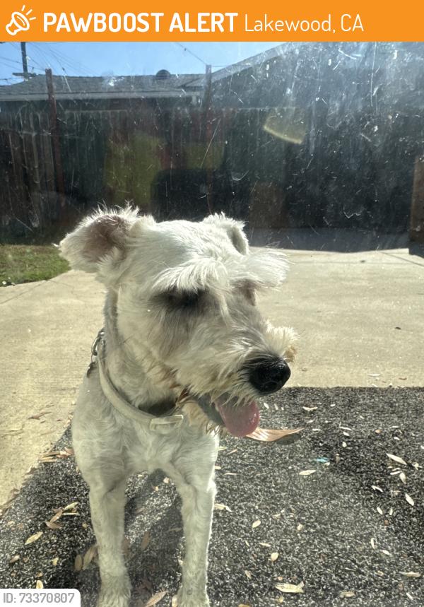 Found/Stray Female Dog last seen Palms elementary school (207th St and Hawaiian Ave), Lakewood, CA 90715