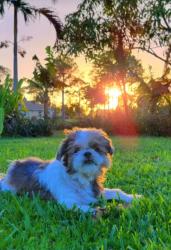 Lost Male Dog last seen Birchwood, Raintree, Helmss, Cowboy, Port LaBelle, FL 33935