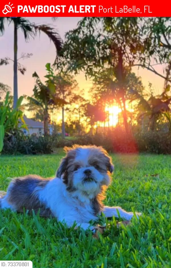 Lost Male Dog last seen Birchwood, Raintree, Helmss, Cowboy, Port LaBelle, FL 33935