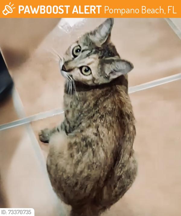 Found/Stray Female Cat last seen E Copans and N Federal Highway pompano Beach, Pompano Beach, FL 33062