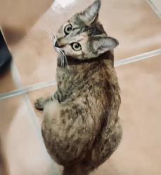 Found/Stray Female Cat last seen E Copans and N Federal Highway pompano Beach, Pompano Beach, FL 33062