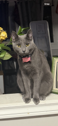 Lost Female Cat last seen proctor boulevard at king st e, Hamilton, ON L8M 1B5
