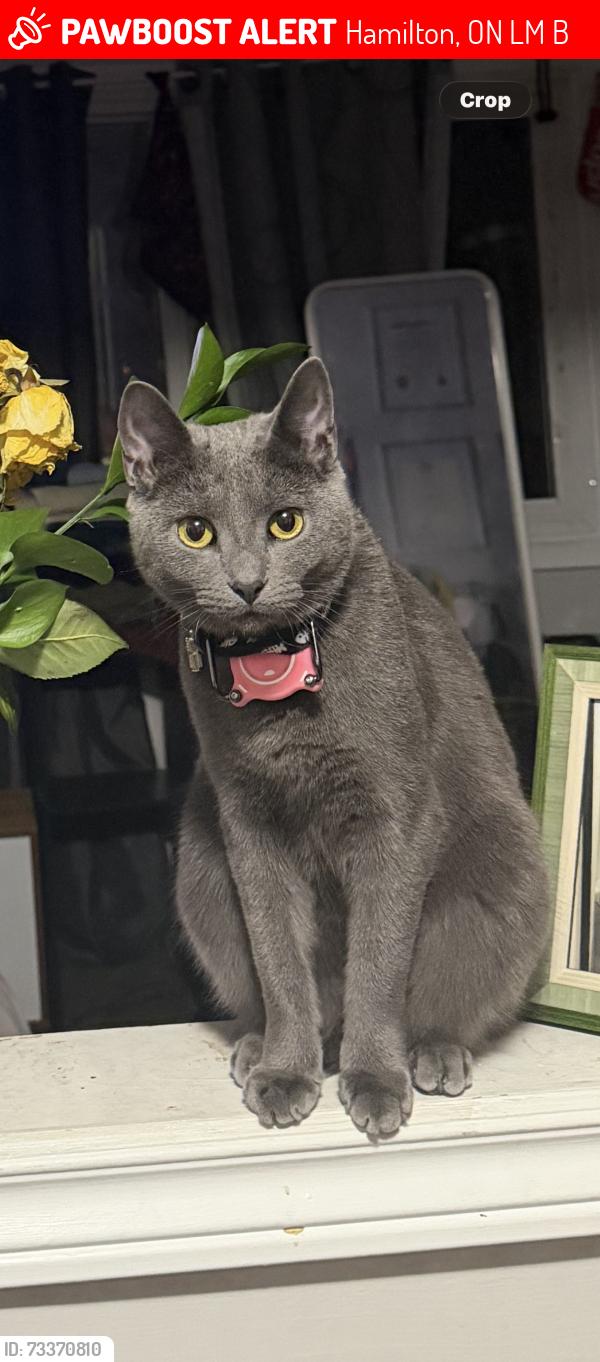 Lost Female Cat last seen proctor boulevard at king st e, Hamilton, ON L8M 1B5