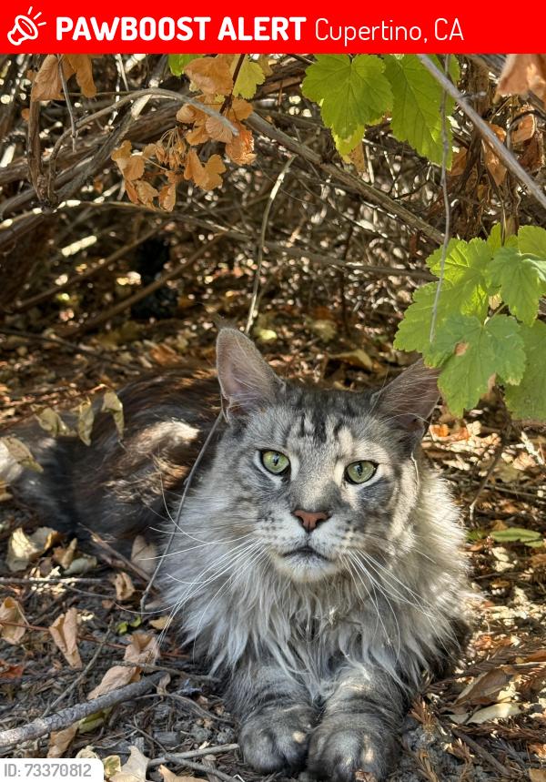 Lost Male Cat last seen Columbus Ave, Cupertino, CA 95014