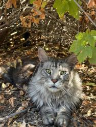 Lost Male Cat last seen Columbus Ave, Cupertino, CA 95014