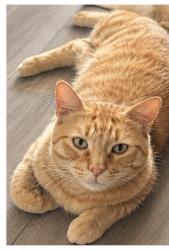 Lost Male Cat last seen The Groves, Palmdale, CA 93350
