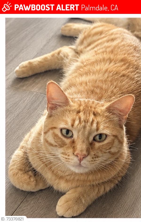 Lost Male Cat last seen The Groves, Palmdale, CA 93350