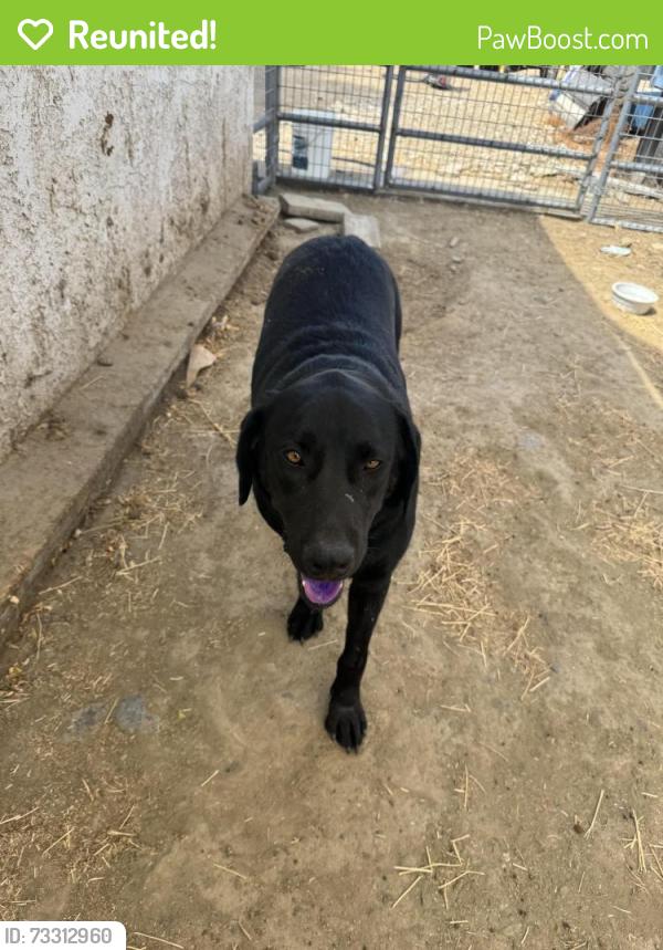 Reunited Male Dog last seen Greenwald, Riverside County, CA 92532