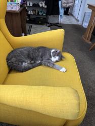 Lost Male Cat last seen Orchard Heights and Karen Way West Salem Oregon, Salem, OR 97304