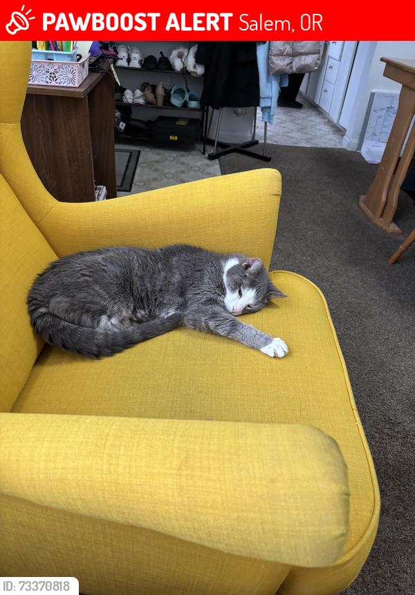 Lost Male Cat last seen Orchard Heights and Karen Way West Salem Oregon, Salem, OR 97304