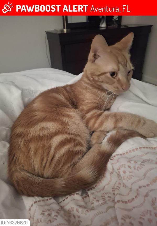 Lost Male Cat last seen Aventura Oaks Apt., Aventura, FL 33180
