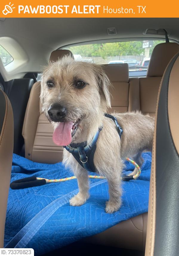 Found/Stray Male Dog last seen N Braeswood Blvd. And Atwell, Houston, TX 77096