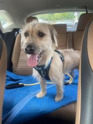 Found/Stray Male Dog last seen N Braeswood Blvd. And Atwell, Houston, TX 77096