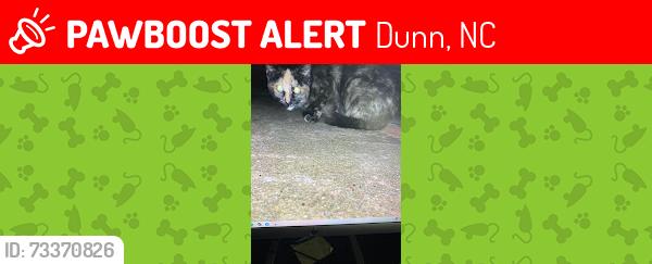 Lost Female Cat last seen S Orange Ave / W Divine in Dunn NC, Dunn, NC 28334