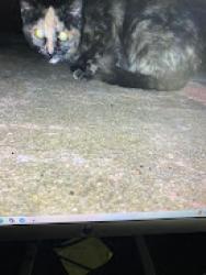 Lost Female Cat last seen S Orange Ave / W Divine in Dunn NC, Dunn, NC 28334