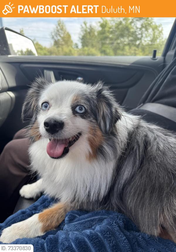 Found/Stray Unknown Dog last seen Martin Rd and Lindal Rd, Duluth, MN 55803