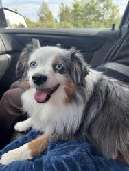 Found/Stray Unknown Dog last seen Martin Rd and Lindal Rd, Duluth, MN 55803