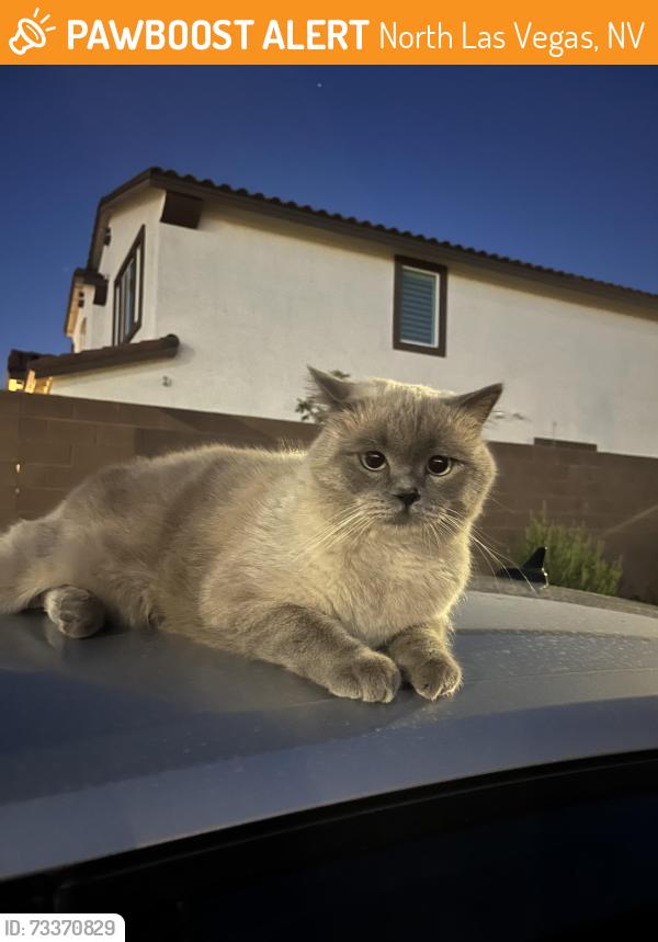 Found/Stray Unknown Cat last seen Gates neighborhood behind Aliante Casino (Elkhorn & Tule Springs), North Las Vegas, NV 89084