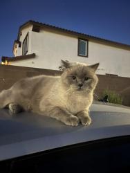 Found/Stray Unknown Cat last seen Gates neighborhood behind Aliante Casino (Elkhorn & Tule Springs), North Las Vegas, NV 89084