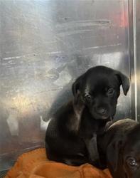 Shelter Stray Female Dog last seen NORTHGATE BLVD & EL CAMINO AVE, 2127 Front St, Sacramento, CA 95818, USA