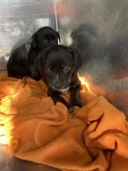 Shelter Stray Male Dog last seen NORTHGATE BLVD & EL COMINO AVE, 2127 Front St, Sacramento, CA 95818, USA