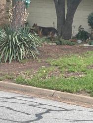 Reunited Unknown Dog last seen Greenwood and Buffalo, Arlington, TX 76013