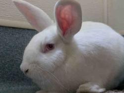 Shelter Stray Female Rabbit last seen , 5821 Sweetwater Rd, Bonita, CA 91902, USA