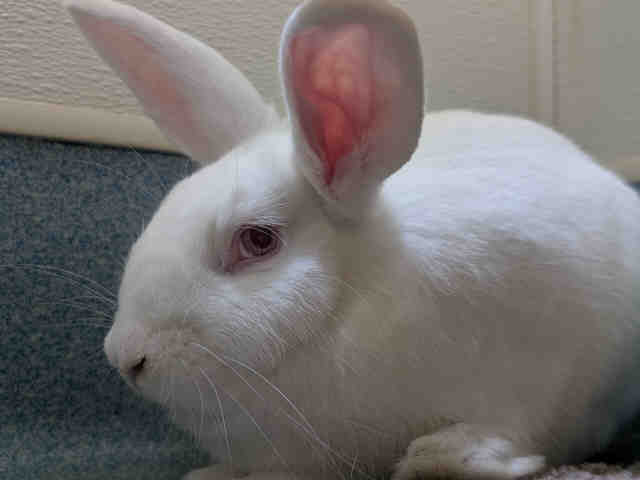 Shelter Stray Female Rabbit last seen , 5821 Sweetwater Rd, Bonita, CA 91902, USA