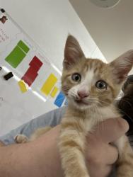 Shelter Stray Male Cat last seen , 1601 Airport Rd, Shelby, NC 28150, USA
