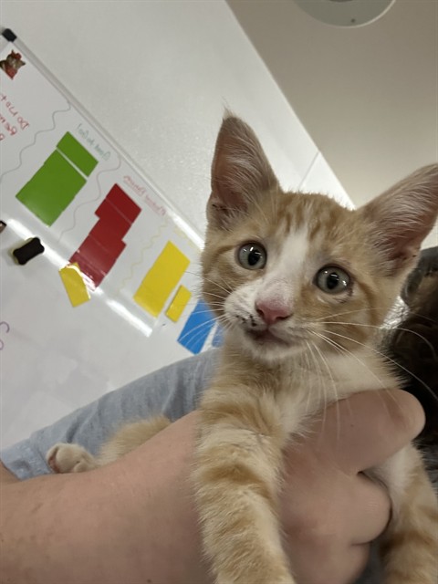 Shelter Stray Male Cat last seen , 1601 Airport Rd, Shelby, NC 28150, USA