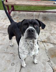 Shelter Stray Male Dog last seen NW 28 ST, 3599 NW 79th Ave, Doral, FL 33122, USA