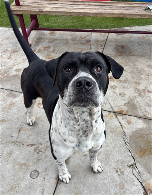 Shelter Stray Male Dog last seen NW 28 ST, 3599 NW 79th Ave, Doral, FL 33122, USA