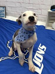 Shelter Stray Male Dog last seen Near BLOCK HAMBURG ST, DETROIT MI 48205, 1431 E Ferry St, Detroit, MI 48211, USA