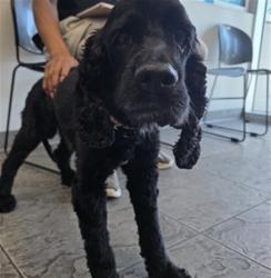 Shelter Stray Male Dog last seen , 11361 W Pico Blvd, Los Angeles, CA 90064, USA