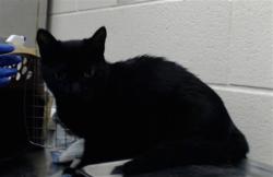Shelter Stray Female Cat last seen Near MOHAWK AVE, FAYETTEVILLE NC 28303, 4704 Corporation Dr, Fayetteville, NC 28306, USA