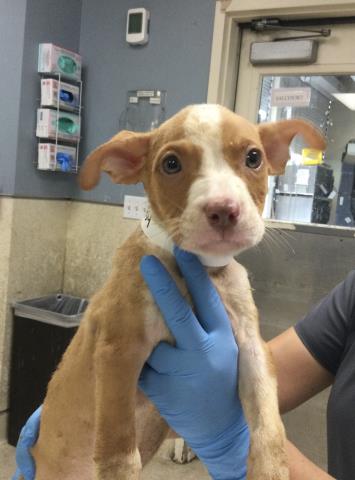 Shelter Stray Female Dog last seen LIMONITE AVE / DOWNEY ST, JURUPA VALLEY, CA 92509, 6851 Van Buren Boulevard, Jurupa Valley, CA 92509, USA