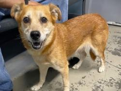 Shelter Stray Female Dog last seen Near BLOCK MICCOSUKEE TRCE, TALLAHASSEE FL 32309, 1125 Easterwood Dr, Tallahassee, FL 32311, USA