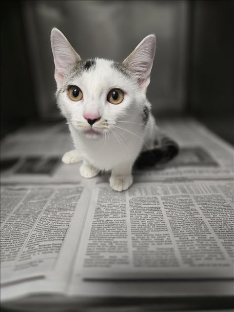 Shelter Stray Female Cat last seen , West Valley Animal Shelter, 20655 Plummer St, Chatsworth, CA 91311, USA