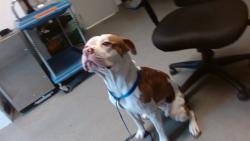 Shelter Stray Male Dog last seen GGP, 1419 Bryant St, San Francisco, CA 94103, USA