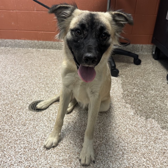 Shelter Stray Male Dog last seen Near BLOCK 36TH LN, AVONDALE CO 81022, 4600 Eagleridge Pl, Pueblo, CO 81008, USA