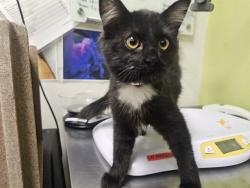 Shelter Stray Female Cat last seen Near BLOCK ROSITA AVE, WESTCLIFFE, 81252, 4600 Eagleridge Pl, Pueblo, CO 81008, USA