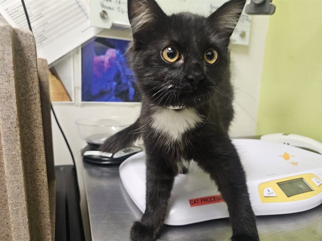 Shelter Stray Female Cat last seen Near BLOCK ROSITA AVE, WESTCLIFFE, 81252, 4600 Eagleridge Pl, Pueblo, CO 81008, USA
