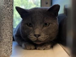 Shelter Stray Unknown Cat last seen Near BLOCK N MURRAY BLVD, COLORADO SPRINGS CO 80916, 610 Abbot Ln, Colorado Springs, CO 80905, USA
