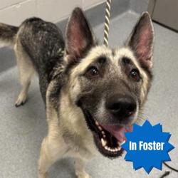 Shelter Stray Female Dog last seen Near, 5001 E Raymond St, Indianapolis, IN 46203, USA