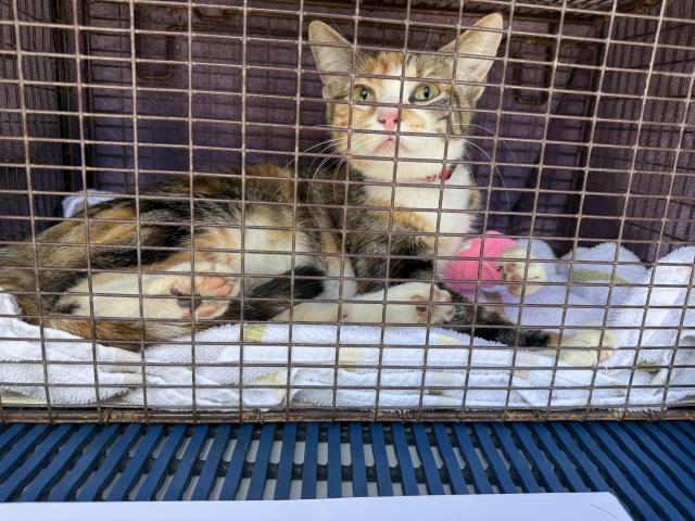 Shelter Stray Female Cat last seen Near BLOCK GOLDFIELD DR, COLORADO SPRINGS CO 80911, 610 Abbot Ln, Colorado Springs, CO 80905, USA