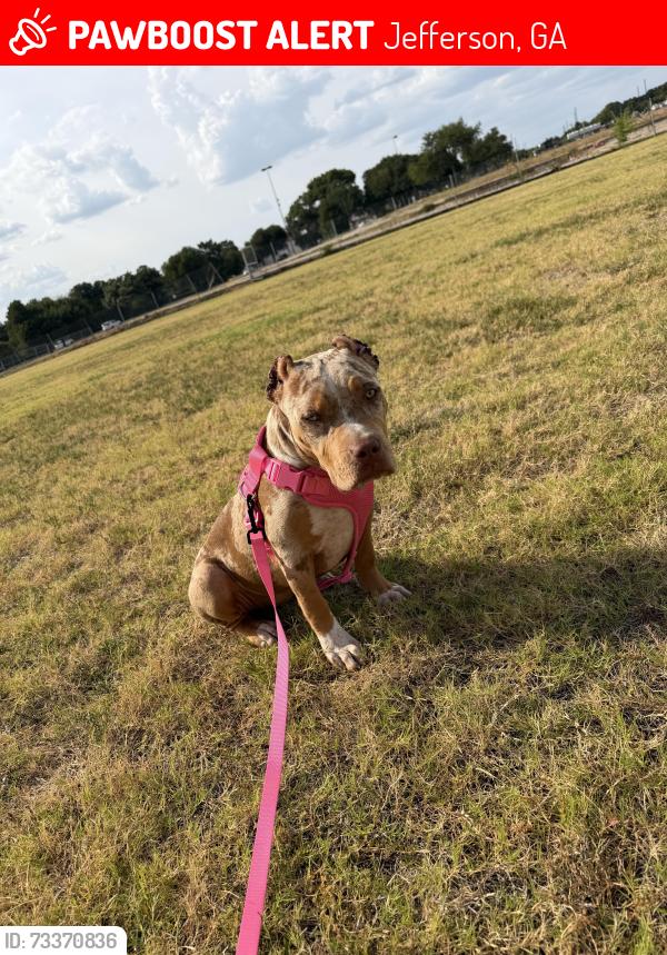 Lost Female Dog last seen Sandy lane ct, Jefferson, GA 30549