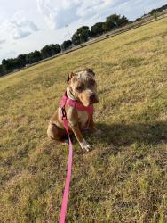 Lost Female Dog last seen Sandy lane ct, Jefferson, GA 30549